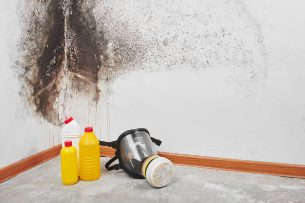 Best DIY Mold Remediation Support Services in Bluff City, TN