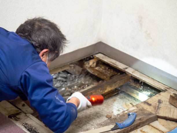 Best Bathroom Mold Remediation in Bluff City, TN