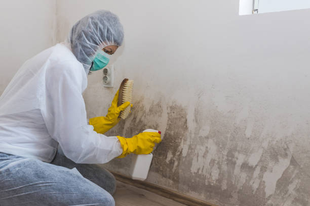 Best HVAC Mold Remediation in Bluff City, TN