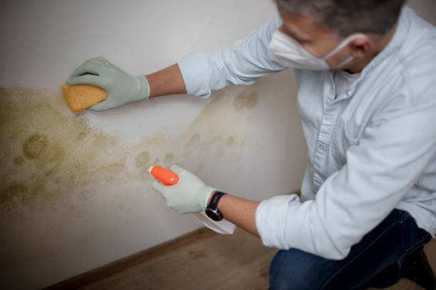 Best Post-Flood Mold Remediation in Bluff City, TN