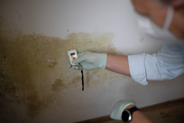 Best Residential Mold Remediation in Bluff City, TN