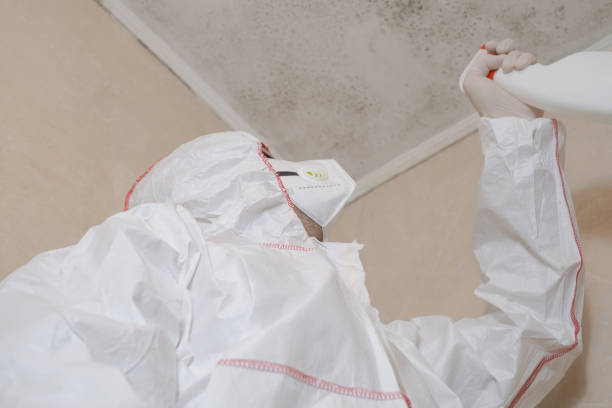 Best DIY Mold Remediation Support Services in Bluff City, TN
