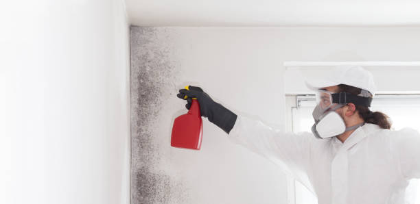 Best Commercial Mold Remediation in Bluff City, TN