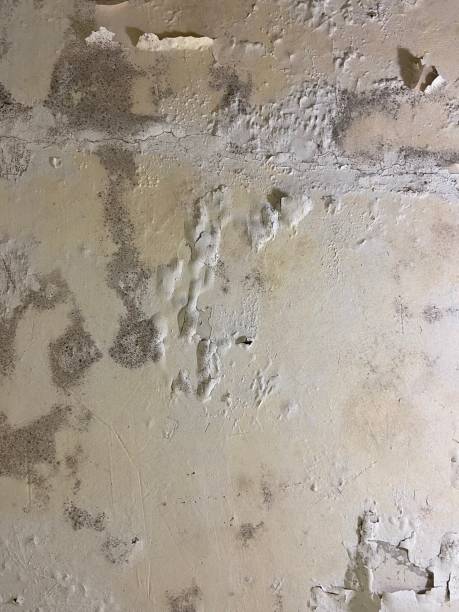 Best Industrial Mold Remediation in Bluff City, TN