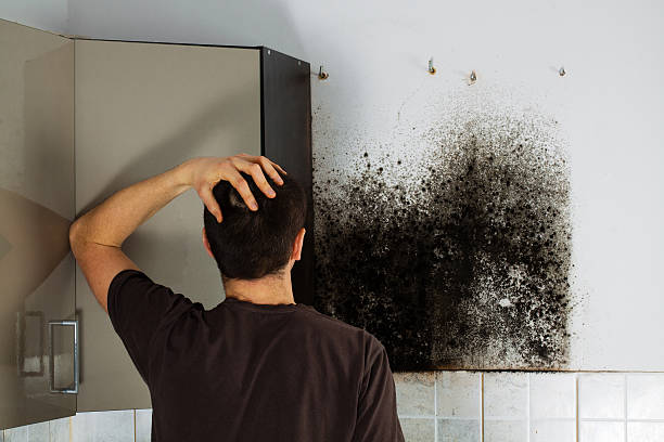 Best Preventive Mold Services in Bluff City, TN