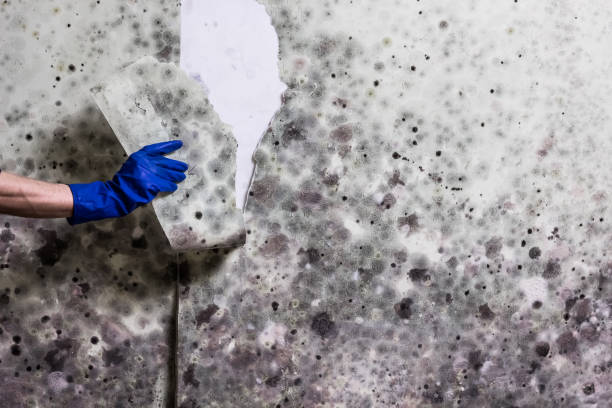 Best Residential Mold Remediation in Bluff City, TN