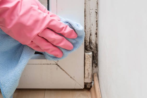 Best White Mold Remediation in Bluff City, TN